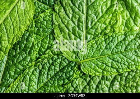 Feuilles de menthe verte. Vue de dessus. Banque D'Images
