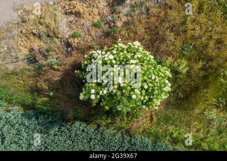 Wanzleben, Allemagne. 13 juin 2021. Fleur de sureau (tiré avec un drone). Credit: Stephan Schulz/dpa-Zentralbild/ZB/dpa/Alay Live News Banque D'Images