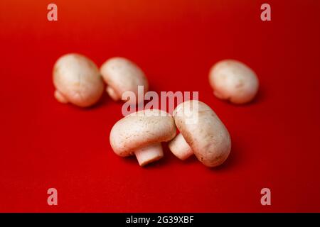 champignons blancs isolés sur fond rouge. Banque D'Images