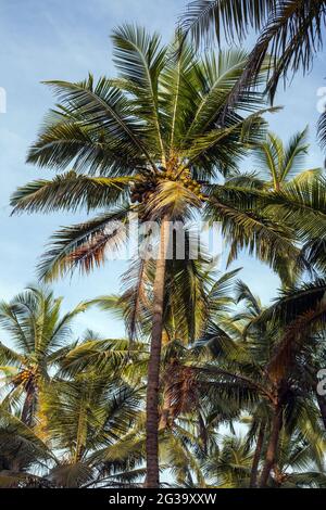 Gros plan de jolies frondes sur les palmiers à noix de coco avec ciel bleu, Agonda, Goa, Inde Banque D'Images