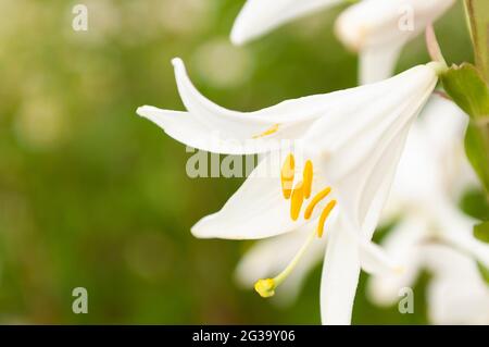 nénuphar blanc dans le jardin, sur fond flou et vert Banque D'Images