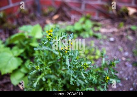 Gros plan de vert de l'arachide commune cultivé dans la cour Banque D'Images