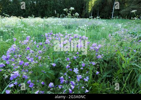 Géranium des bois (Geranium sylvaticum) Banque D'Images