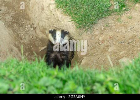 Badger, Nom scientifique: Meles Meles. Blaireau sauvage d'Europe avec nez boueux, sur le point d'émerger du terreau de blaireau en journée. Face à l'avant. Banque D'Images
