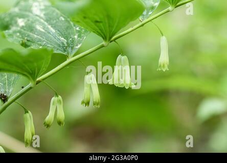 Phoque de Solomons eurasien (Polygonatum multiflorum) Banque D'Images