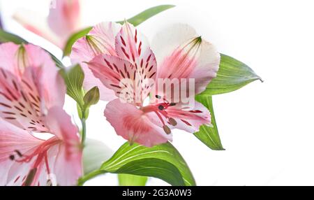 Gros plan Alstroemeria fleur fraîche sur fond blanc isolé. Photo de haute qualité Banque D'Images