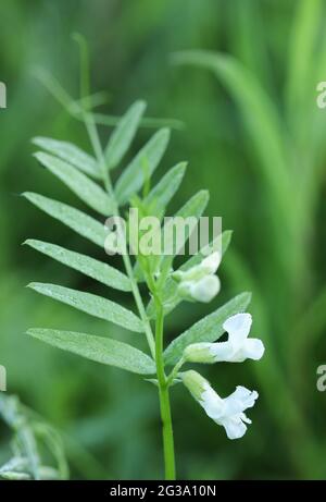 La vesce (Vicia sepium Bush) Banque D'Images