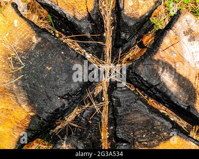 La texture de surface de la souche charrée d'un pin coupé. Souche d'arbre. Forêt de pins. Un bois charmé par le feu. Déforestation. Écologie. Feu de forêt. CA Banque D'Images