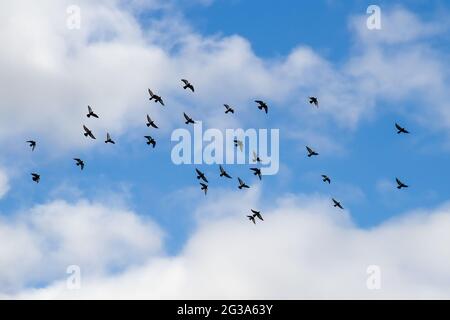 Un énorme troupeau de pigeons en vol. Banque D'Images