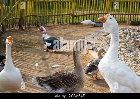 Volaille domestique dans un jardin de cour. Banque D'Images