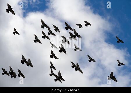 Un énorme troupeau de pigeons en vol. Banque D'Images