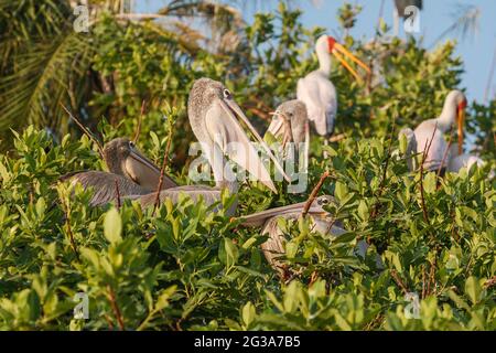 Pelican à dos rose (Pelecanus rufescens) porc peint (Mycteria leucocephala) cime perchée. Okavango Delta, Botswana, Afrique Banque D'Images