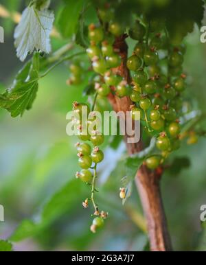 Baies vertes colorées de Currant au printemps. Ribes rubrum non mûrs dans la nature. Banque D'Images