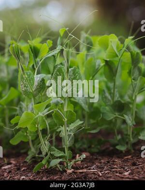 Roztoky, République tchèque - 2 juin 2021 : la petite pois vert dans le jardin. Croissance du Pisum sativum dans un sol fertile. Banque D'Images