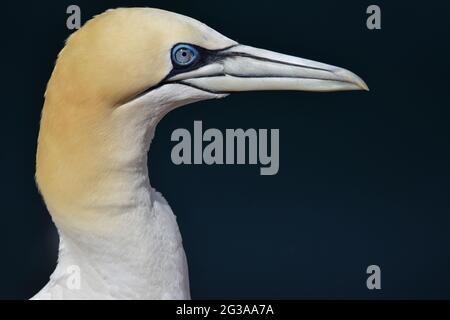 Gannet du Nord Morus Bassanus. Au RSPB Troup Head, Aberdeenshire. Écosse Banque D'Images