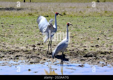 MAGNIFIQUE BROLGA AUSTRALIEN Banque D'Images