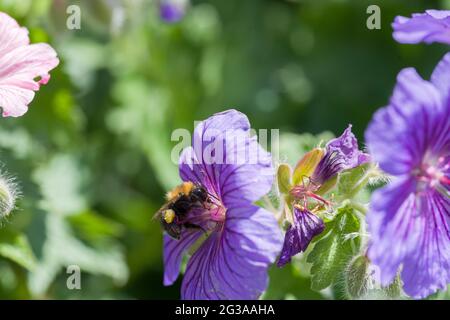 Bumble Bee cherchant le nectar et le pollen sur une fleur de géranium bleu Banque D'Images