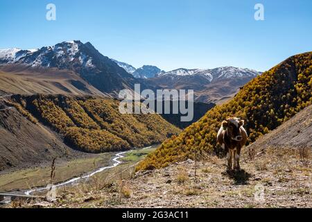 Vaches de montagne brunes paissant sur un pâturage dans l'Elbrus Banque D'Images