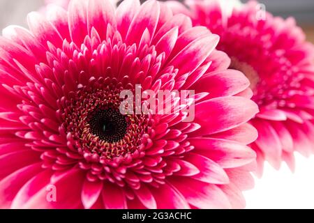 gerbera de marguerite africaine rose isolé sur blanc Banque D'Images