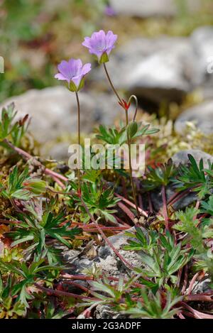 Crane's-Bill à longue tige - Geranium columbinum, deux fleurs, bourgeon et feuilles Banque D'Images