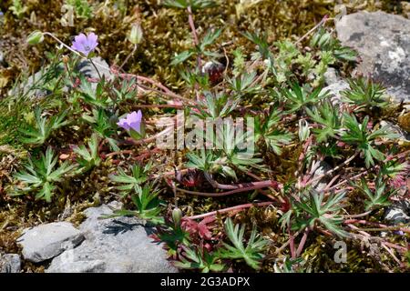 Crane's Bill à longue tige - Geranium columbinum, deux fleurs, bourgeon et feuilles parmi les roches et mousses calcaires Banque D'Images