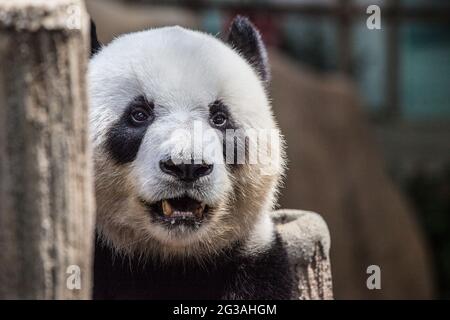 Gros plan Portrait de panda adulte à bouche ouverte Banque D'Images