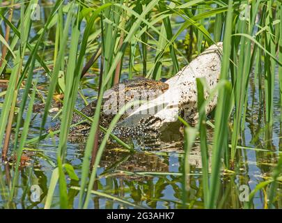 Le lézard de surveillance du Nil varanus niloticus se cachant sur un morceau de pollution de polystyrène par les berges de rivière marécage dans les roseaux d'herbe Banque D'Images