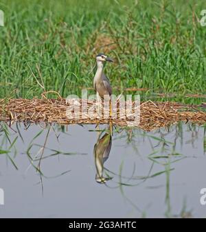 L'héron nycticorax nycticorax nocturne de couronne noire se trouvait sur le bord des terres humides des berges de la rivière dans les roseaux à graminées Banque D'Images