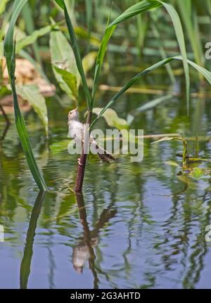 La paruline eurasienne acrocephalus scirpaceus se trouvait dans les roseaux d'herbe de la zone humide de la rive Banque D'Images