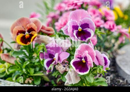 Viola wittrockiana Gams, fleurs aux pétales colorés, pansies colorées, grande palette de couleurs, pétales violet, jaune, orange, rouge, rose, rouge, photogra Banque D'Images