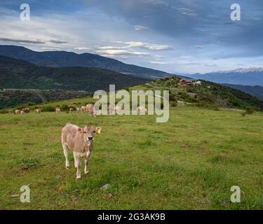 Vaches près du village de Santa Creu, dans la vallée de Castellbò au coucher du soleil (Alt Urgell, Lleida, Catalogne, Espagne) ESP: Vacas cerca del pueblo de Santa Creu Banque D'Images