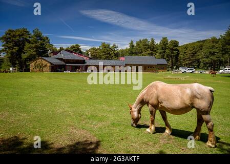 Chevaux paître dans la prairie de la Basseta à Sant Joan de l'ERM (Alt Urgell, Catalogne, Espagne, Pyrénées) ESP: Caballos pastando en los Pirineos Banque D'Images