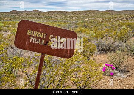Panneau de sentier métallique, cactus aux fraises en fleurs, à Burnt Camp Trailhead, région d'El Solitario, parc national de Big Bend Ranch, Texas, États-Unis Banque D'Images