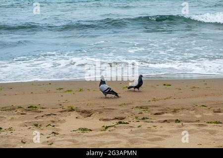 Deux pigeons debout au bord de la mer. Pigeons à la recherche de quelque chose à manger sur la plage. Banque D'Images