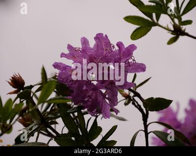 Gros plan de belles fleurs de rhododendron violet sur un arbuste Banque D'Images