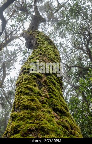 Lorbeerbaum im Nationalpark Garajonay (Parque Nacional de Garajonay) lauf der kanarischen Insel la Gomera, Espagnol Banque D'Images