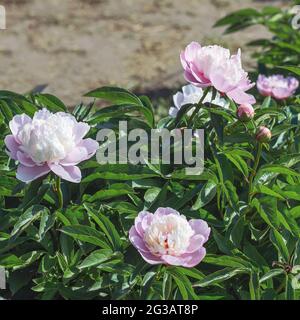 Peony Bark Stubbs - de magnifiques fleurs en forme d'anémone qui ressemblent à une soucoupe à pourpre rose, composée des pétales inférieurs, courbées à angles droits, et Banque D'Images