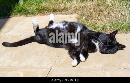 Tavistock, Devon, Royaume-Uni. 15 juin 2021. Météo au Royaume-Uni: Maddie le chat prend le soleil glorieux chaud dans le jardin arrière de sa maison près de Tavistock que les températures montent. Credit: Celia McMahon/Alamy Live News Banque D'Images