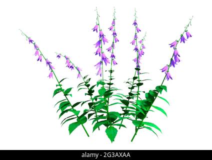 Rendu 3D de plantes de campanula en fleurs ou de fleurs isolées sur fond blanc Banque D'Images