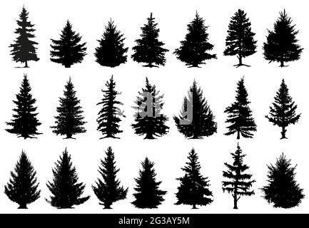 Silhouettes de pins de Noël. Forêt de conifères bois monochromes, sapins millésimés silhouettes vecteur icônes isolées ensemble. Arbres de forêt d'épinette Illustration de Vecteur