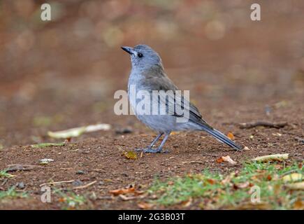 Grey Shrike-thrush (Colluricanta harmonica harmonica) adulte mâle au sol Lamington NP, Queensland, Australie Février Banque D'Images