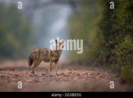 Jackals en arrière-plan brumeux Banque D'Images