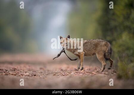 Jackals en arrière-plan brumeux Banque D'Images