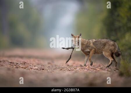 Jackals en arrière-plan brumeux Banque D'Images