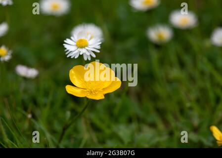 Fleur de coupe de beurre de prairie jaune dans le jardin Banque D'Images