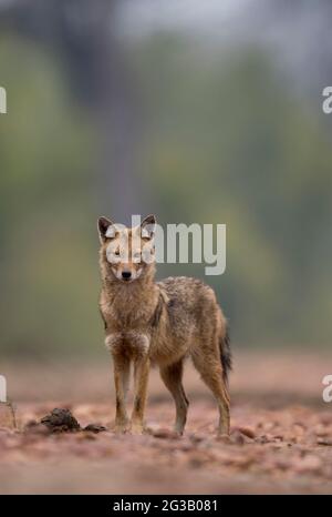 Jackals en arrière-plan brumeux Banque D'Images