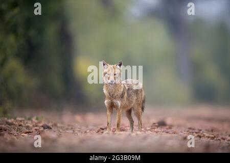 Jackals en arrière-plan brumeux Banque D'Images