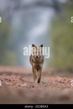 Jackals en arrière-plan brumeux Banque D'Images