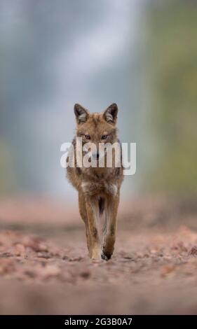 Jackals en arrière-plan brumeux Banque D'Images