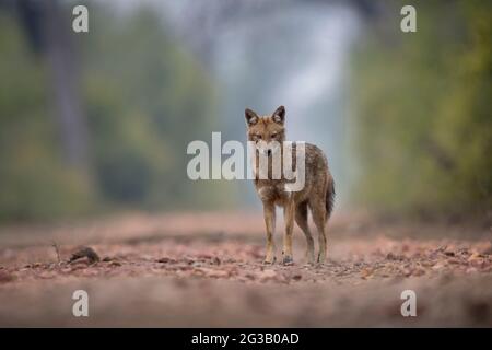 Jackals en arrière-plan brumeux Banque D'Images